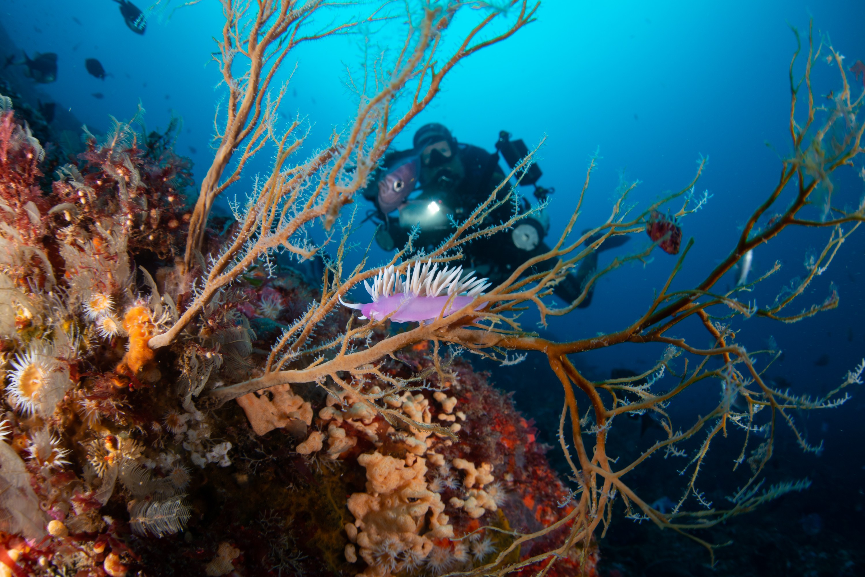 DSC_4321-8 – BayOfIslands, Cape Brett, Diversity, Fish, Kelp, Wideangle, invertebrates